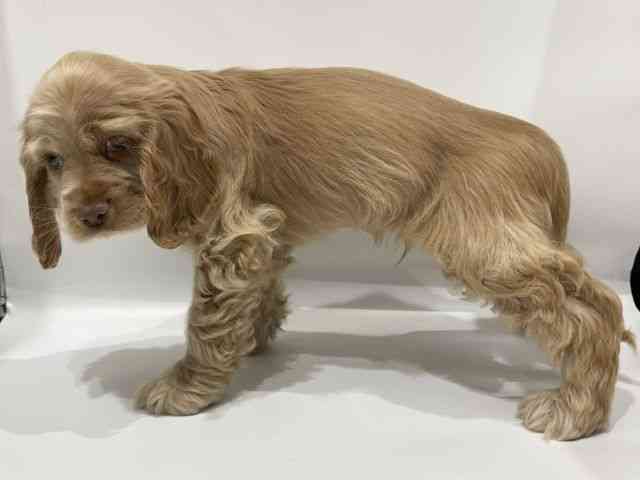 愛知県のアメリカンコッカースパニエル (ひごペットフレンドリーヴィアモール アピタ江南西店/2025年10月30日生まれ/男の子/バフ)の子犬の2枚目の画像