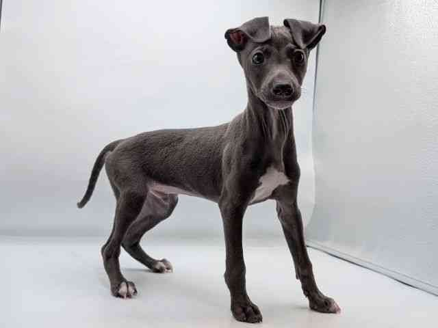 香川県のイタリアングレーハウンド (ひごペットフレンドリーゆめタウン高松店/2025年11月2日生まれ/男の子/ブルーホワイト)の子犬の2枚目の画像