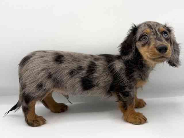 大阪府のカニンヘンダックスフンド(ロング) (ひごペットフレンドリーららぽーとEXPOCITY店/2025年11月1日生まれ/男の子/シルバーダップル)の子犬の2枚目の画像