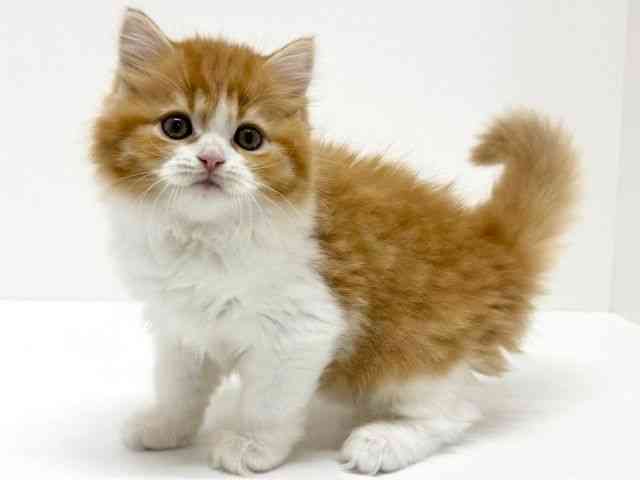 大阪府のスコティッシュフォールド (ひごペットフレンドリーくずはモール店/2025年10月29日生まれ/女の子/レッドタビーホワイト)の子猫の2枚目の画像