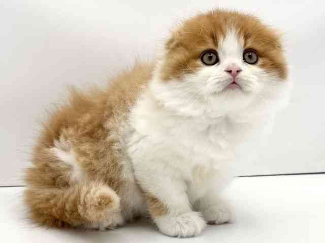 兵庫県のスコティッシュフォールド (ひごペットフレンドリークラウンパーク伊丹店/2025年10月29日生まれ/男の子/レッドタビーホワイト)の子猫の2枚目の画像