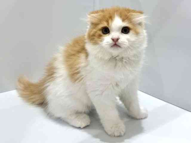 大阪府のスコティッシュフォールド (ひごペットフレンドリーセブンパーク天美店/2025年10月29日生まれ/男の子/レッドタビーホワイト)の子猫の2枚目の画像