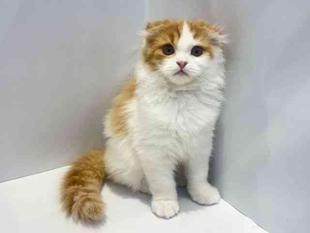 大阪府のスコティッシュフォールド (ひごペットフレンドリーセブンパーク天美店/2025年10月29日生まれ/男の子/レッドタビーホワイト)の子猫の2枚目の画像