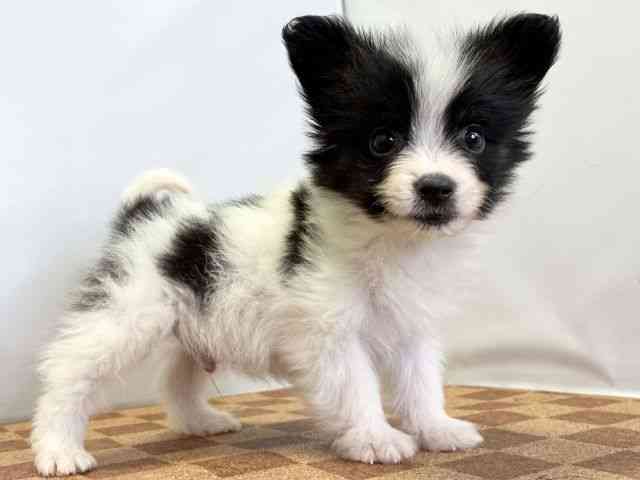 愛媛県のパピヨン (ひごペットフレンドリーエミフルMASAKI店/2025年11月1日生まれ/男の子/トライカラー)の子犬の2枚目の画像