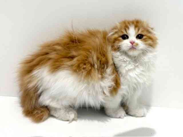 大阪府のスコティッシュフォールド (ひごペットフレンドリーイオン高槻店/2025年10月29日生まれ/女の子/レッドタビーホワイト)の子猫の2枚目の画像