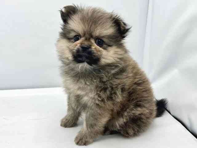 大阪府のペキポメ/ポメペキ(ペキニーズ×ポメラニアン) (ひごペットフレンドリーイトーヨーカドー津久野店/2025年11月1日生まれ/女の子/フォーン)の子犬の2枚目の画像