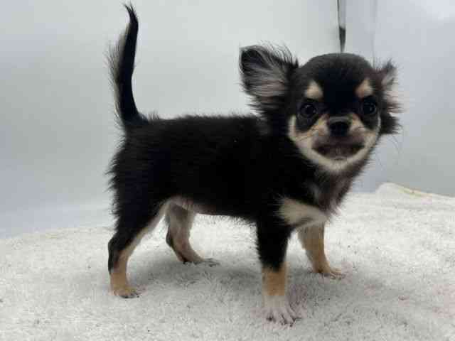 島根県のチワワ(ロング) (ひごペットフレンドリーイオンモール出雲店/2025年11月1日生まれ/女の子/ブラッククリーム)の子犬の2枚目の画像