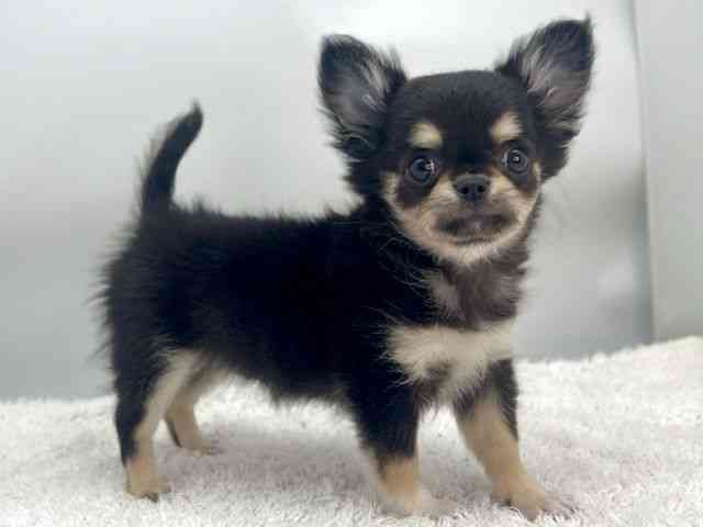 島根県のチワワ(ロング) (ひごペットフレンドリーイオンモール出雲店/2025年11月1日生まれ/女の子/ブラッククリーム)の子犬の2枚目の画像