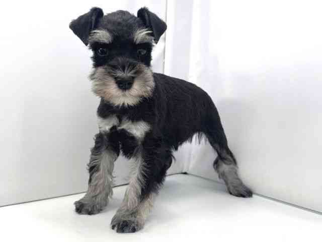 兵庫県のミニチュアシュナウザー (ひごペットフレンドリーイオンタウン加古川店/2025年11月1日生まれ/女の子/ブラックシルバー)の子犬の2枚目の画像