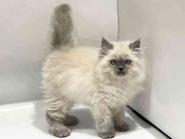 京都府のヒマラヤン (ひごペットフレンドリー京都店/2025年11月2日生まれ/男の子/ブルーポイント)の子猫の2枚目の画像