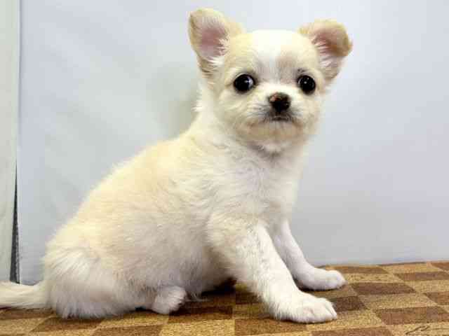 愛媛県のチワワ(ロング) (ひごペットフレンドリーエミフルMASAKI店/2025年11月1日生まれ/男の子/クリームホワイト)の子犬の2枚目の画像