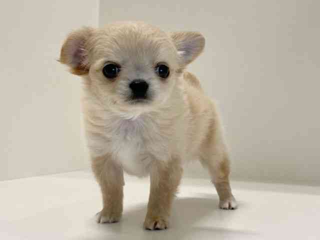 兵庫県のチワワ(ロング) (ひごペットフレンドリーイトーヨーカドー明石店/2025年11月2日生まれ/女の子/クリーム)の子犬の2枚目の画像