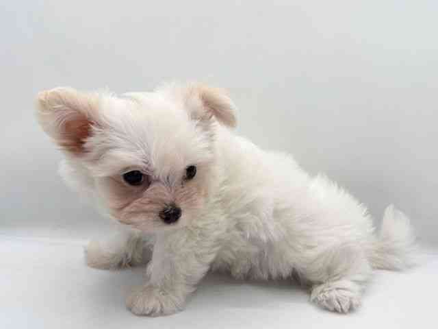 島根県のチワマル/マルチワ(チワワ×マルチーズ) (ひごペットフレンドリーイオン松江ショッピングセンター店/2025年10月31日生まれ/女の子/クリーム)の子犬の2枚目の画像