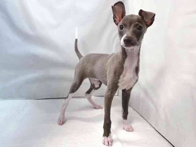 大阪府のイタリアングレーハウンド (ひごペットフレンドリー堺プラットプラット店/2025年11月1日生まれ/男の子/ブルーホワイトマーキングス)の子犬の2枚目の画像