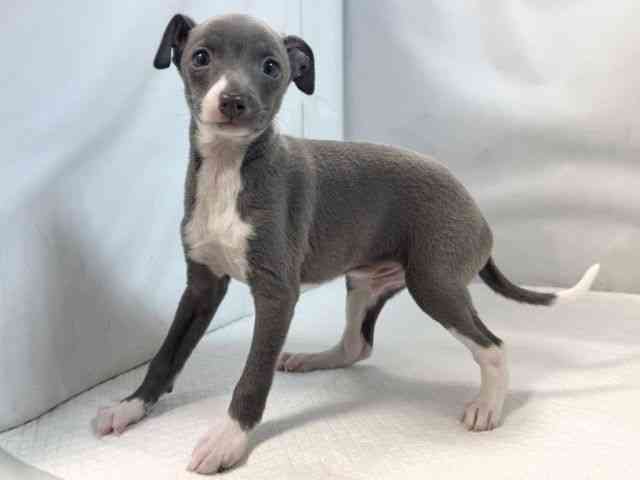 大阪府のイタリアングレーハウンド (ひごペットフレンドリー堺プラットプラット店/2025年11月1日生まれ/男の子/ブルーホワイトマーキングス)の子犬の2枚目の画像