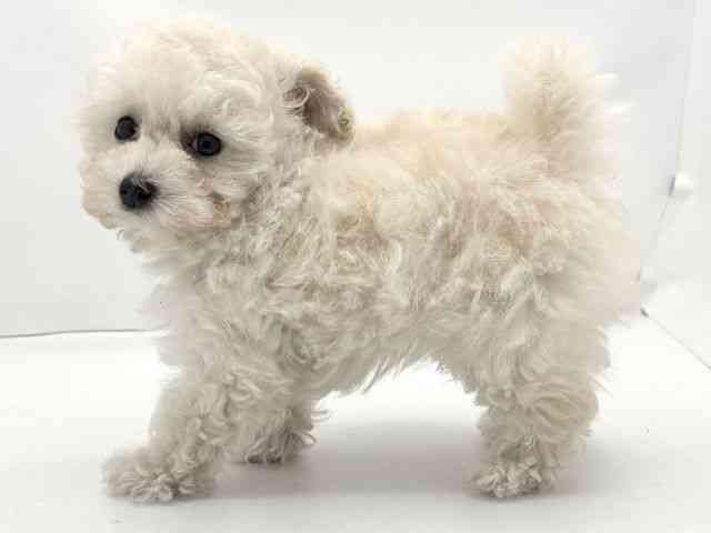 兵庫県のトイプードル(トイ) (ひごペットフレンドリークラウンパーク伊丹店/2025年11月2日生まれ/女の子/ホワイト)の子犬の2枚目の画像