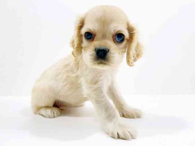 広島県のアメリカンコッカースパニエル (ひごペットフレンドリーフジグラン神辺店/2025年11月2日生まれ/女の子/バフ)の子犬の2枚目の画像