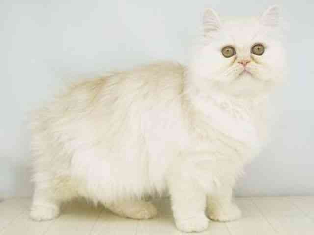 福岡県のエキゾチック (ひごペットフレンドリーゆめタウン筑紫野店/2025年10月25日生まれ/男の子/クリーム)の子猫の2枚目の画像