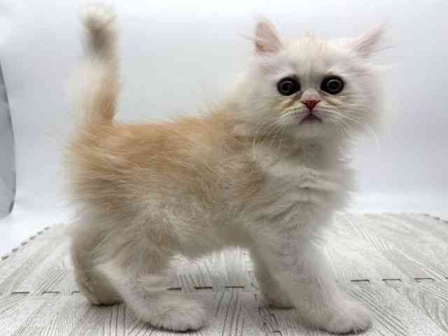 島根県のエキゾチック (ひごペットフレンドリーイオンモール出雲店/2025年10月25日生まれ/男の子/クリーム)の子猫の2枚目の画像