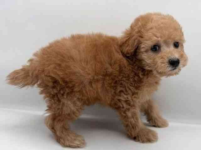 島根県のトイプードル(トイ) (ひごペットフレンドリーイオン松江ショッピングセンター店/2025年11月2日生まれ/女の子/オレンジフォーン)の子犬の2枚目の画像