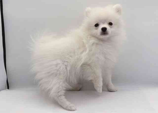 島根県のポメラニアン (ひごペットフレンドリーイオン松江ショッピングセンター店/2025年11月2日生まれ/女の子/クリーム)の子犬の2枚目の画像