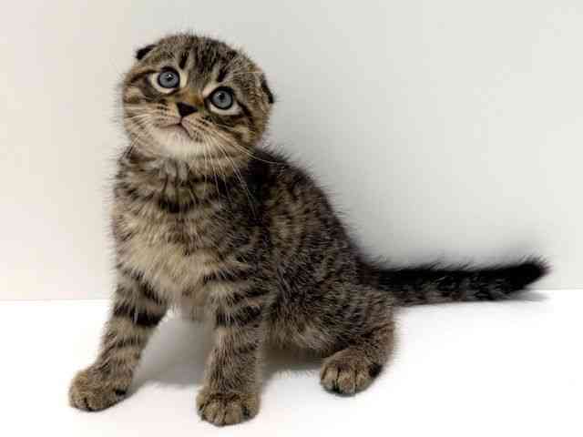 大阪府のスコティッシュフォールド (ひごペットフレンドリーイオン高槻店/2025年11月1日生まれ/男の子/ブラウンタビー)の子猫の2枚目の画像