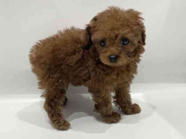 愛知県のトイプードル(トイ) (ひごペットフレンドリーヴィアモール アピタ江南西店/2025年10月30日生まれ/女の子/レッドフォーン)の子犬の2枚目の画像