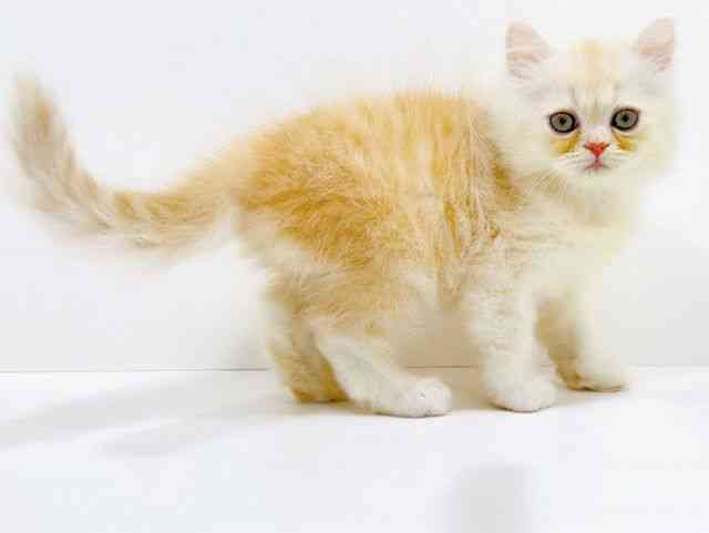 広島県のエキゾチック (ひごペットフレンドリーフジグラン神辺店/2025年10月25日生まれ/男の子/クリームタビー)の子猫の2枚目の画像