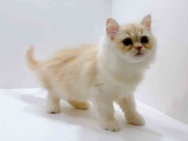 広島県のエキゾチック (ひごペットフレンドリーフジグラン神辺店/2025年10月25日生まれ/男の子/クリームタビー)の子猫の2枚目の画像