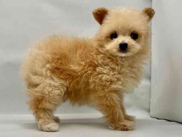 大阪府のポメプー(ポメラニアン×プードル) (ひごペットフレンドリー東淀川店/2025年10月27日生まれ/男の子/クリーム)の子犬の2枚目の画像