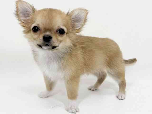 京都府のチワワ(ロング) (ひごペットフレンドリーイズミヤショッピングセンター八幡店/2025年10月28日生まれ/男の子/レッドセーブルホワイト)の子犬の2枚目の画像