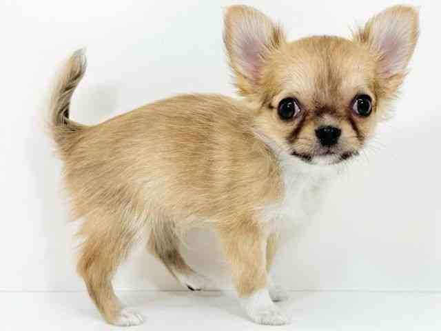 京都府のチワワ(ロング) (ひごペットフレンドリーイズミヤショッピングセンター八幡店/2025年10月28日生まれ/男の子/レッドセーブルホワイト)の子犬の2枚目の画像