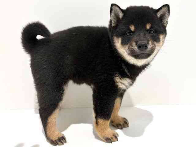 大阪府の柴犬(標準サイズ) (ひごペットフレンドリーイオン高槻店/2025年11月2日生まれ/女の子/黒)の子犬の2枚目の画像