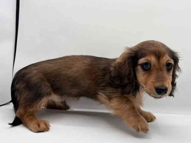 島根県のミニチュアダックスフンド(ロング) (ひごペットフレンドリーイオン松江ショッピングセンター店/2025年11月1日生まれ/男の子/レッド)の子犬の2枚目の画像