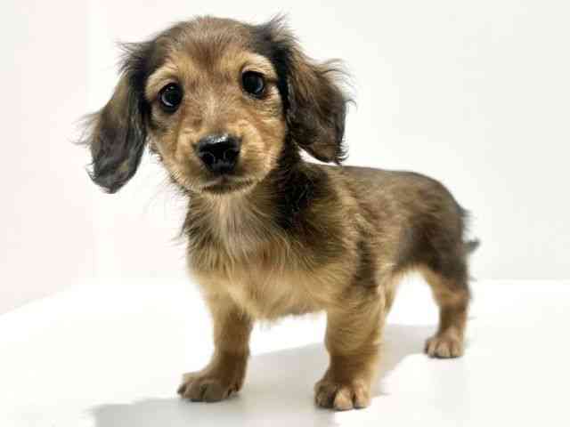 大阪府のミニチュアダックスフンド(ロング) (ひごペットフレンドリーイオン高槻店/2025年11月1日生まれ/女の子/レッド)の子犬の2枚目の画像