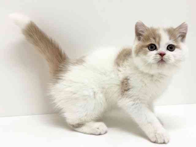 大阪府のフォールデックス (ひごペットフレンドリーくずはモール店/2025年11月1日生まれ/男の子/クリームホワイト)の子猫の2枚目の画像