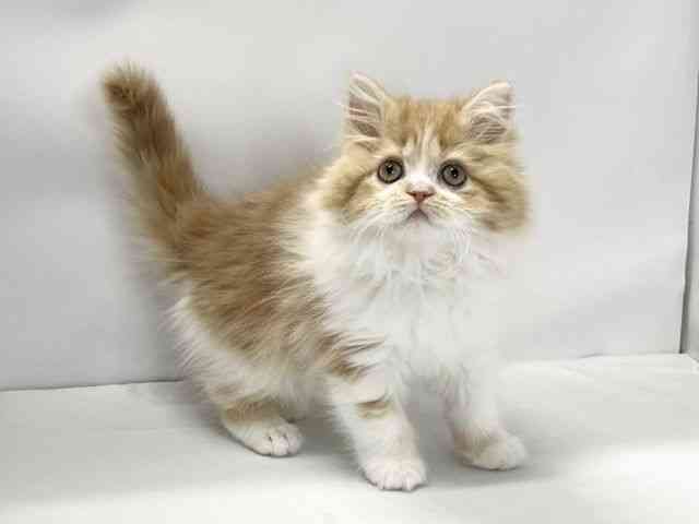 愛媛県のラガマフィン (ひごペットフレンドリーイオンモール今治新都市店/2025年10月24日生まれ/女の子/レッドタビーホワイト)の子猫の2枚目の画像