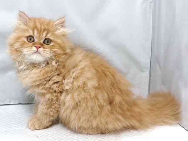 大阪府のスコティッシュフォールド (ひごペットフレンドリー堺プラットプラット店/2025年11月3日生まれ/男の子/レッドタビー)の子猫の2枚目の画像