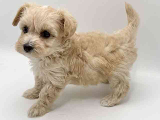 大阪府のマルプー(マルチーズ×プードル) (ひごペットフレンドリーみのおキューズモール店/2025年11月3日生まれ/男の子/アプリコット)の子犬の2枚目の画像