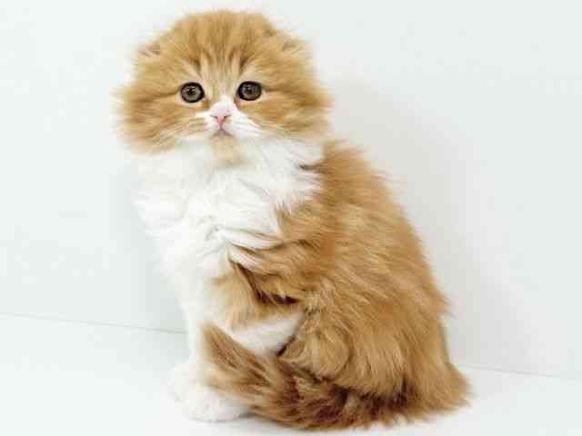 京都府のスコティッシュフォールド (ひごペットフレンドリーイズミヤショッピングセンター八幡店/2025年10月30日生まれ/女の子/レッドタビーホワイト)の子猫の2枚目の画像