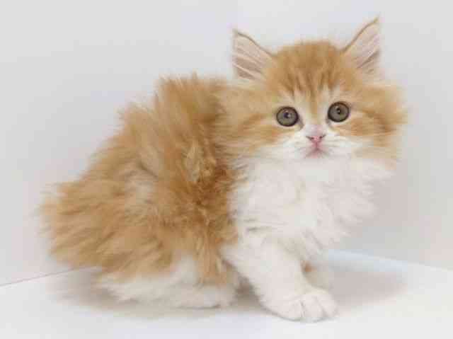 大阪府のスコティッシュフォールド (ひごペットフレンドリーいこらもーる泉佐野店/2025年10月30日生まれ/女の子/レッドタビーホワイト)の子猫の2枚目の画像