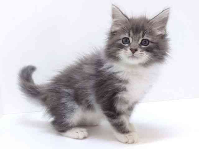 大阪府のノルウェージャンフォレストキャット (ひごペットフレンドリーいこらもーる泉佐野店/2025年10月25日生まれ/男の子/ブルータビーホワイト)の子猫の2枚目の画像