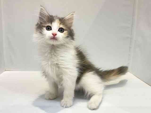 大阪府のノルウェージャンフォレストキャット (ひごペットフレンドリーセブンパーク天美店/2025年10月25日生まれ/女の子/ダイリュートキャリコ)の子猫の2枚目の画像