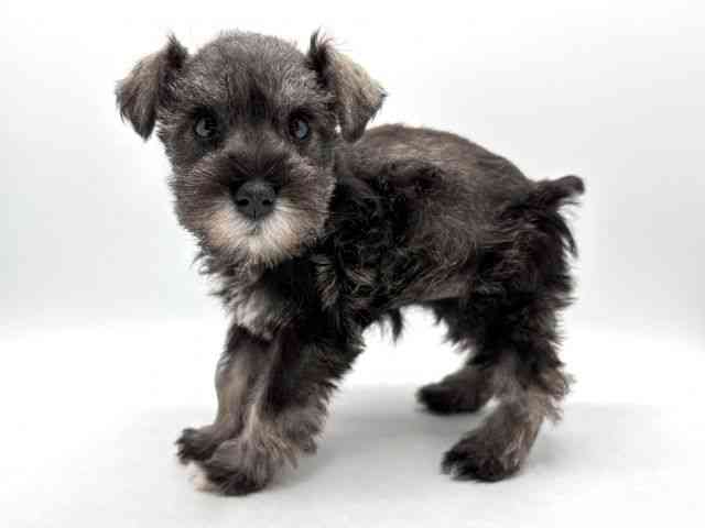 奈良県のミニチュアシュナウザー (ひごペットフレンドリー田原本店/2025年11月3日生まれ/女の子/ソルトペッパー)の子犬の2枚目の画像