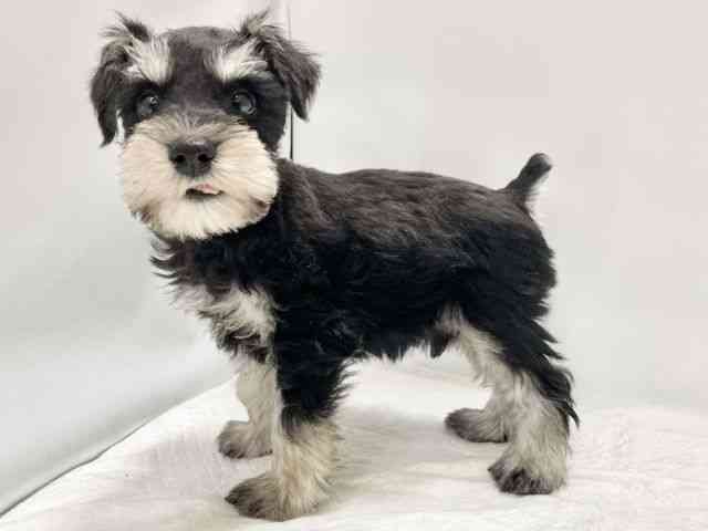 高知県のミニチュアシュナウザー (ひごペットフレンドリーイオンモール高知店/2025年11月3日生まれ/男の子/ブラックシルバー)の子犬の2枚目の画像