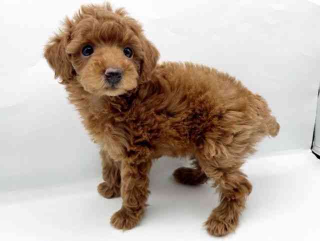 奈良県のトイプードル(トイ) (ひごペットフレンドリートナリエ大和高田店/2025年11月3日生まれ/女の子/レッド)の子犬の2枚目の画像