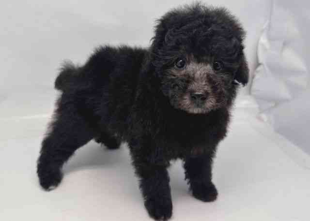 鳥取県のトイプードル(トイ) (ひごペットフレンドリーイオンモール鳥取北店/2025年11月3日生まれ/女の子/シルバー)の子犬の2枚目の画像