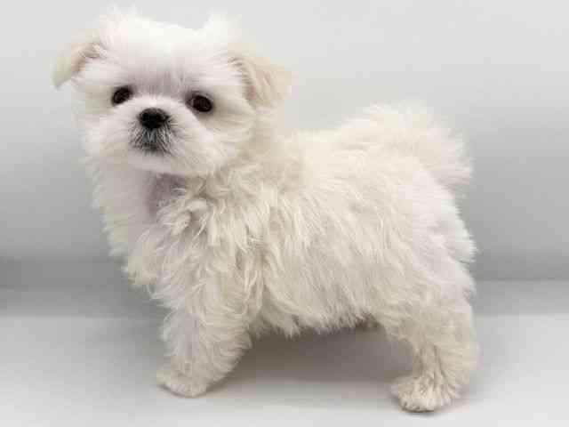 大阪府のマルチーズ (ひごペットフレンドリーららぽーとEXPOCITY店/2025年11月3日生まれ/男の子/ホワイト)の子犬の2枚目の画像