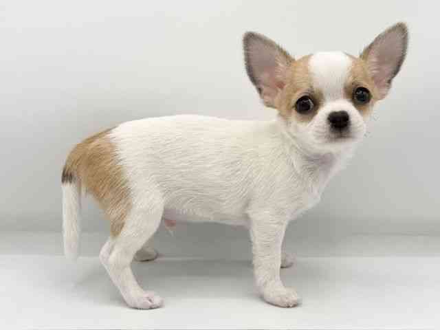 大阪府のチワワ(スムース) (ひごペットフレンドリーららぽーとEXPOCITY店/2025年11月3日生まれ/男の子/ホワイトレッド)の子犬の2枚目の画像