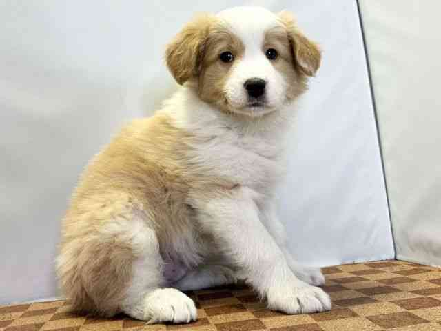 島根県のボーダーコリー (ひごペットフレンドリーイオン松江ショッピングセンター店/2025年11月3日生まれ/男の子/クリームホワイト)の子犬の2枚目の画像